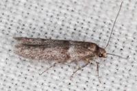 Blastobasis phycidella