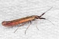 Coleophora variicornis