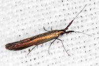 Coleophora variicornis