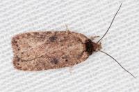 Agonopterix subpropinquella