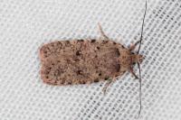 Agonopterix thapsiella