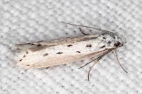 Ethmia terminella