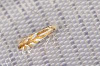 Phyllonorycter distentella