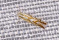 Phyllonorycter distentella