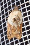 Acleris variegana