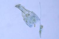 Phyllonorycter distentella
