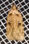 Agonopterix arenella