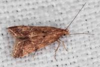 Brachmia blandella