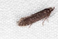 Neofaculta ericetella