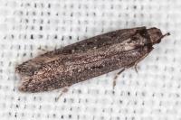 Neofaculta ericetella