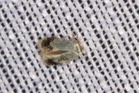 Ectoedemia turbidella