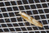 Argyresthia pruniella