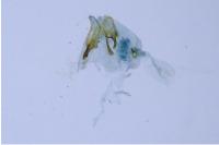 Ectoedemia turbidella