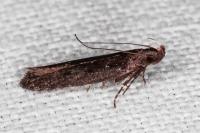 Neofaculta ericetella