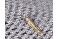Coleophora albicosta