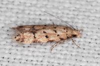 Pseudotelphusa occidentella
