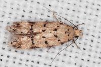 Pseudotelphusa occidentella