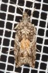 Epinotia nisella