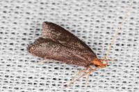 Eurodachtha pallicornella