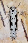Ethmia pusiella/candidella