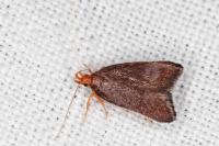 Eurodachtha pallicornella