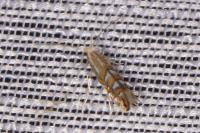 Phyllonorycter lantanella