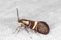 Dasycera oliviella