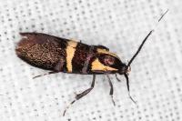 Dasycera oliviella
