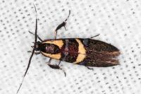 Dasycera oliviella