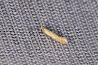Phyllonorycter quercifoliella