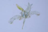 Phyllonorycter quercifoliella