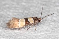 Goidanichiana jourdheuillella
