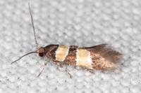 Goidanichiana jourdheuillella