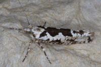 Ypsolopha sequella