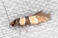Goidanichiana jourdheuillella