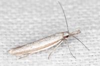 Pleurota ericella