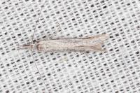 Pleurota ericella