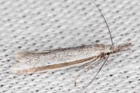 Pleurota ericella