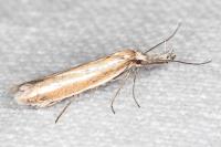 Pleurota