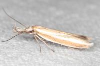 Pleurota