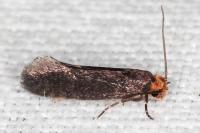 Cephimallota crassiflavella