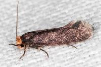 Cephimallota crassiflavella