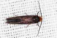 Cephimallota crassiflavella