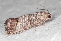 Cydia pomonella
