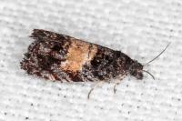 Endothenia nigricostana