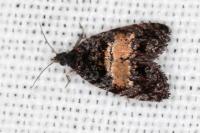 Endothenia nigricostana