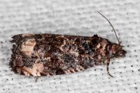Endothenia gr. gentianaeana