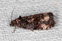 Endothenia gr. gentianaeana
