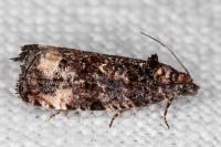 Endothenia gr. gentianaeana
