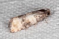 Piniphila bifasciana